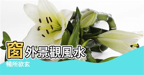 窗外有蜂巢 風水|【窗外有蜂巢風水】 窗外有蜂巢風水解析：化解凶煞變吉兆